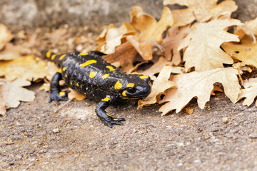Salamander, fire salamander in nature, close up, macro