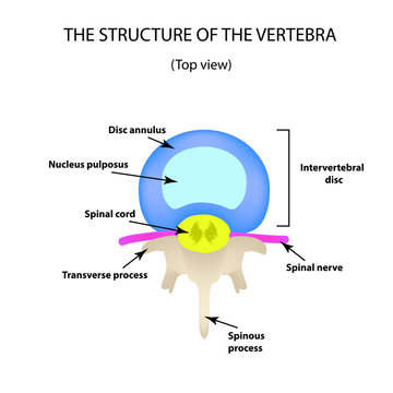 The anatomical structure of the intervertebral disc. Top view. Spine. Infographics. Vector illustration on isolated background