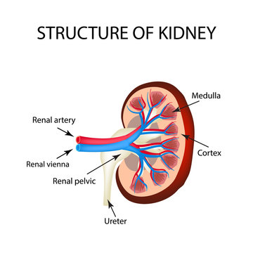 The anatomical structure of kidney. Vector illustration on isolated background