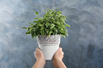 Female hands holding ficus in pot on grey background