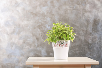 Beautiful ficus in pot on grey background