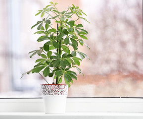Beautiful schefflera plant on windowsill