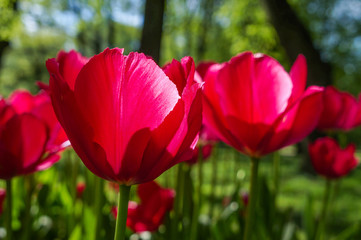 Obraz premium Spring tulips in full bloom on the lawn in the Park