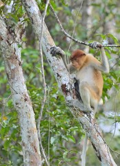 Proboscis Monkey sitting on a tree in the wild green rainforest on Borneo Island. The proboscis monkey (Nasalis larvatus) or long-nosed monkey, known as the bekantan in Indonesia