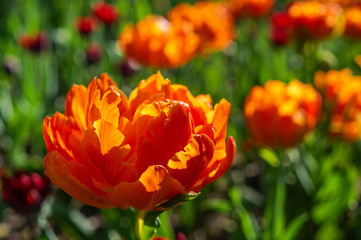 Spring tulips in full bloom on the lawn in the Park