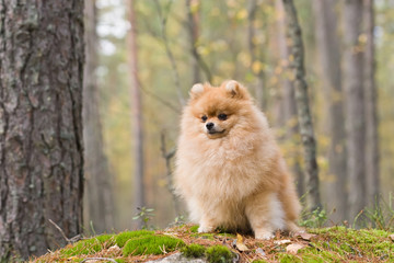 Naklejka na ściany i meble Cute fluffy Pomeranian dog. Red Spitz is in the autumn park.