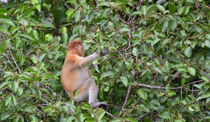 Proboscis Monkey sitting on a tree in the wild green rainforest on Borneo Island. The proboscis monkey (Nasalis larvatus) or long-nosed monkey, known as the bekantan in Indonesia