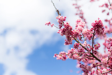 Sakura