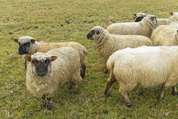 Obraz premium sheep
