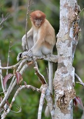 Naklejka premium Proboscis Monkey sitting on a tree in the wild green rainforest on Borneo Island. The proboscis monkey (Nasalis larvatus) or long-nosed monkey, known as the bekantan in Indonesia