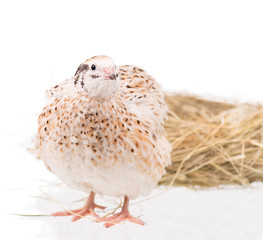 Cute young quail
