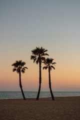 Obraz na płótnie Canvas Palms on the beach