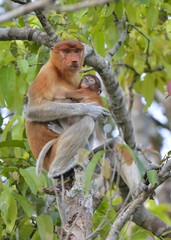 A female proboscis monkey (Nasalis larvatus) feeding a cub on the tree in a natural habitat. Long-nosed monkey, known as the bekantan in Indonesia. Endemic to the southeast Asian island of Borneo. 