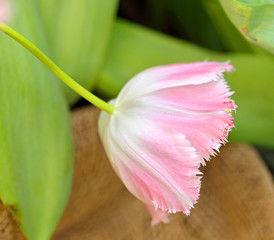 Tulipa Fancy Frills (Fringed Tulip)