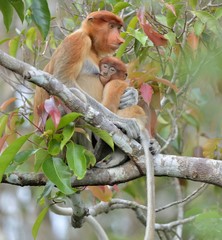 A female proboscis monkey (Nasalis larvatus) feeding a cub on the tree in a natural habitat. Long-nosed monkey, known as the bekantan in Indonesia. Endemic to the southeast Asian island of Borneo