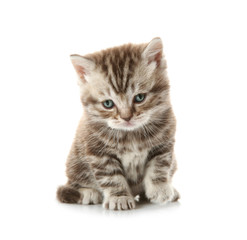 Fototapeta premium Adorable kitten isolated on white