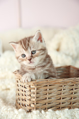 Fototapeta na wymiar Cute kitten in wicker basket at home