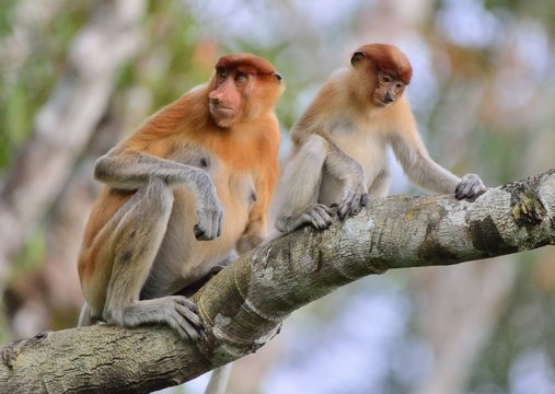 A female proboscis monkey (Nasalis larvatus) with a cub in a native habitat. Long-nosed monkey, known as the bekantan in Indonesia. Endemic to the southeast Asian island of Borneo. Indonesia