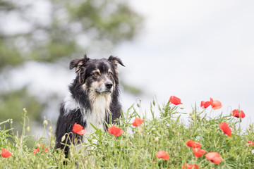 Australian Shepherd Hund im Frühling mit Blumen