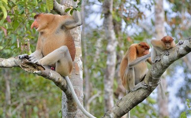 Family of Proboscis Monkeys sitting on a tree in the wild green rainforest on Borneo Island. The proboscis monkey (Nasalis larvatus) or long-nosed monkey, known as the bekantan in Indonesia