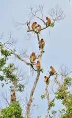 Family of Proboscis Monkeys sitting on a tree in the wild green rainforest on Borneo Island. The proboscis monkey (Nasalis larvatus) or long-nosed monkey, known as the bekantan in Indonesia