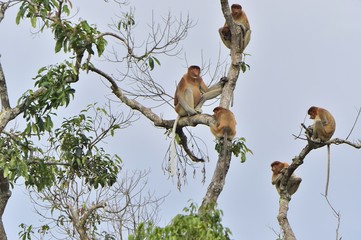 Family of Proboscis Monkeys sitting on a tree in the wild green rainforest on Borneo Island. The proboscis monkey (Nasalis larvatus) or long-nosed monkey, known as the bekantan in Indonesia
