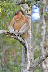 Male of Proboscis Monkey sitting on a tree in the wild green rainforest on Borneo Island. The proboscis monkey (Nasalis larvatus) or long-nosed monkey, known as the bekantan in Indonesia