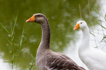 Geese