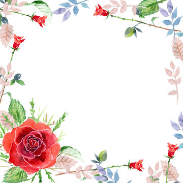 Scarlet rose, watercolor, greeting card