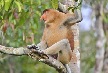 Male of Proboscis Monkey sitting on a tree in the wild green rainforest on Borneo Island. The proboscis monkey (Nasalis larvatus) or long-nosed monkey, known as the bekantan in Indonesia