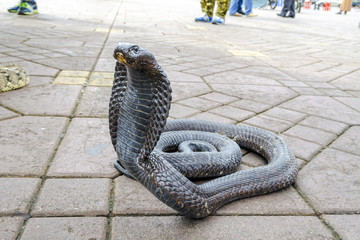 Cobra dancing  in Marrakech Morocco
