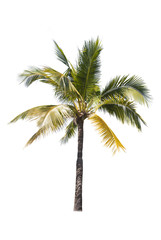 Coconut trees on white background 

