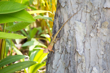 Fototapeta premium Bearded Dragon, Pogona, reptiles, lizard.