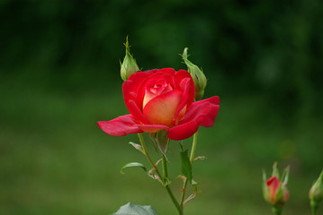 Rose rouge en bouton au printemps au jardin