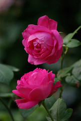 Roses au crépuscule au jardin au printemps