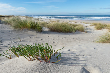 Sandy beach with a grass © yakub88