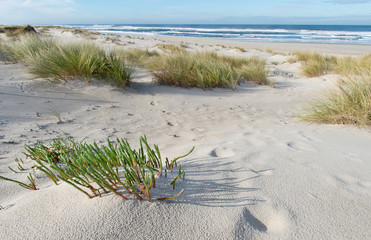 Sandy beach with a grass