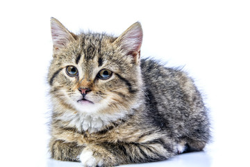 Isolated portrait of a beautiful gray kitten 