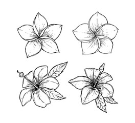 Hand drawn vector illustration - tropical flowers. Summer time. Perfect for invitations, greeting cards, blogs, posters and more.