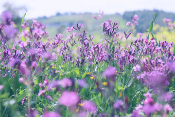 Obraz premium abstract photo of spring meadow with wildflowers