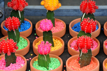 Colorful Cacti