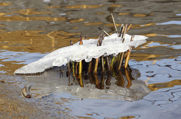 River reeds frozen on ice