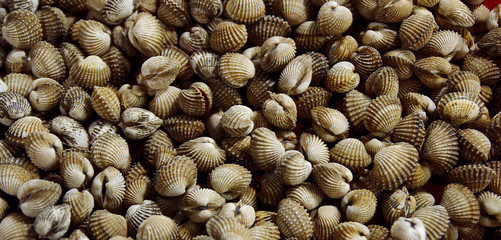 seafood of shell background 