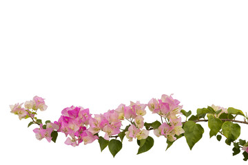 bougainvilleas isolated on white background.