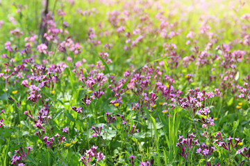 Obraz na płótnie Canvas abstract photo of spring meadow with wildflowers