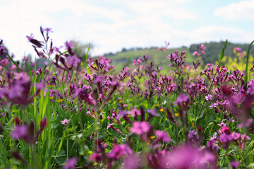 Fototapeta premium abstract photo of spring meadow with wildflowers