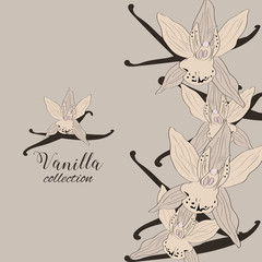Hand drawn vanilla blossom. An idea for design.
