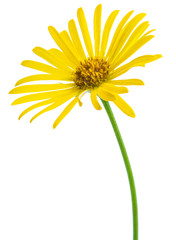 Yellow flower of Daisy, original botanical name - Doronicum orientale, flower isolated on white background 1:1 macro lens shot