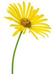 Yellow flower of Daisy, original botanical name - Doronicum orientale, flower isolated on white background 1:1 macro lens shot