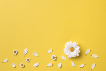 Fototapeta na wymiar Spring or summer background with copy space for text: chamomiles and petals, white flower with yellow heart. Top view. Flat lay.